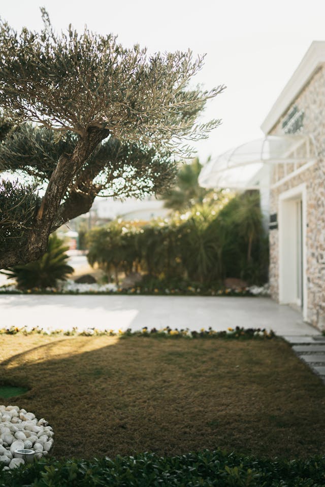 13 Effective Ways to Remove Moss from Your Lawn