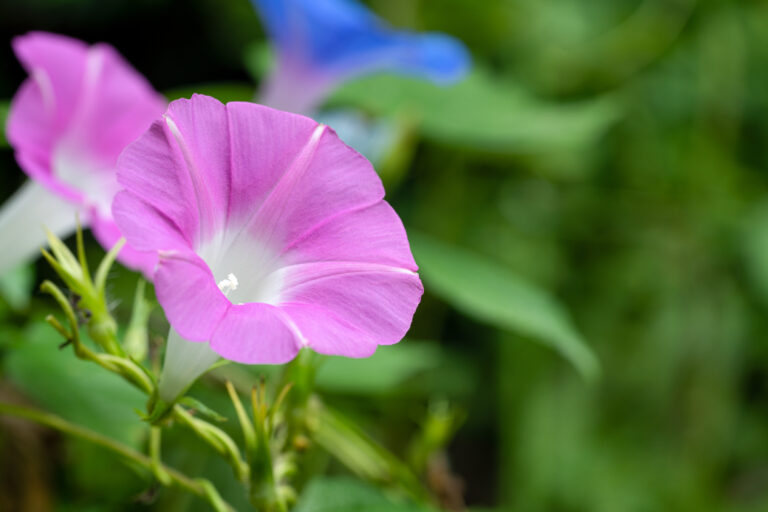 9 Flowers That Look Nice but Quickly Become a Nuisance