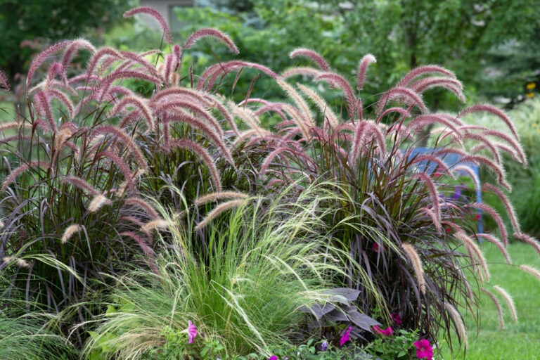 13 Ornamental Grasses That Add Flair Without the Fuss