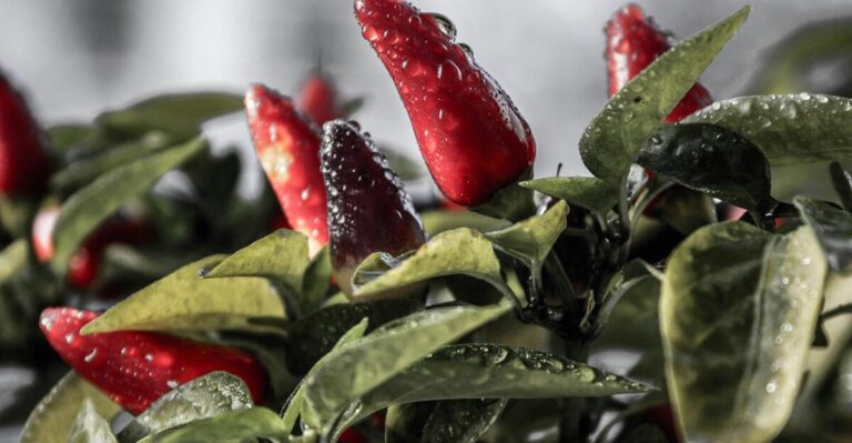 13 Slow-Growing Plants You Should Never Start from Seeds