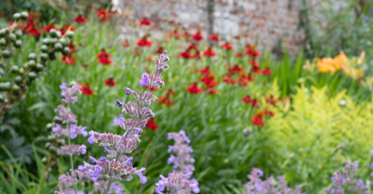 16 Perennials That Keep Weeds at Bay in Your Garden