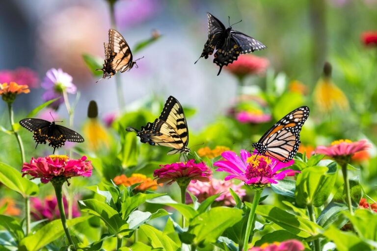 13 Plants That Bring Beautiful Butterflies to Your Garden