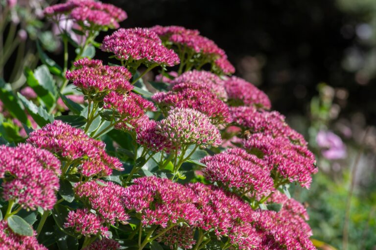 14 Garden Plants That Thrive After Summer Heat Fades
