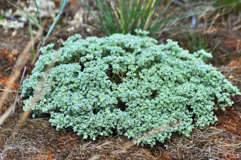 14 Drought Tolerant Plants to Plant Before Spring Heats Up