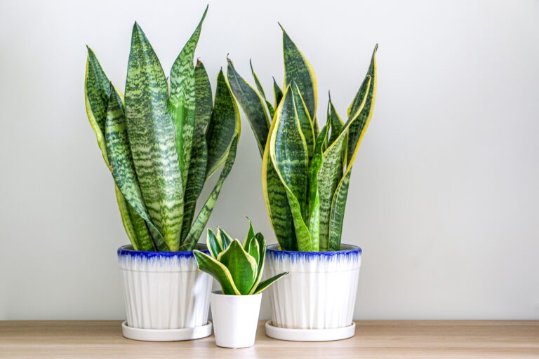 11 Easy-to-Care-For Plants for Those with a Busy Lifestyle