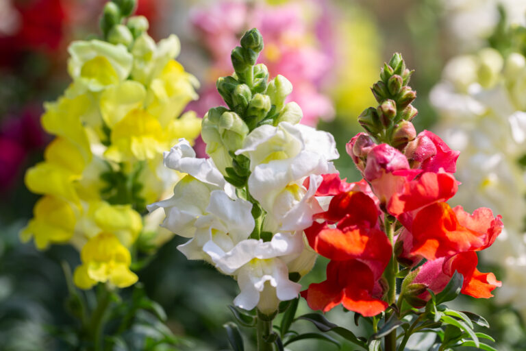 12 Cool-Season Annuals That Brighten Up Gray Days