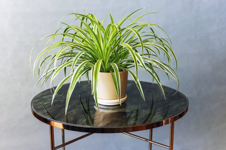 17 Houseplants That Need a Reset in Late Winter and What To Do First