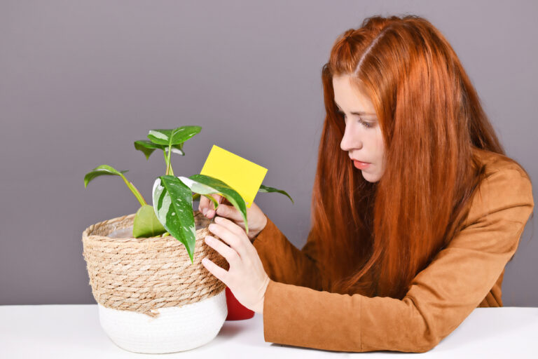 11 Easy Ways to Get Rid of Gnats in Your Plants