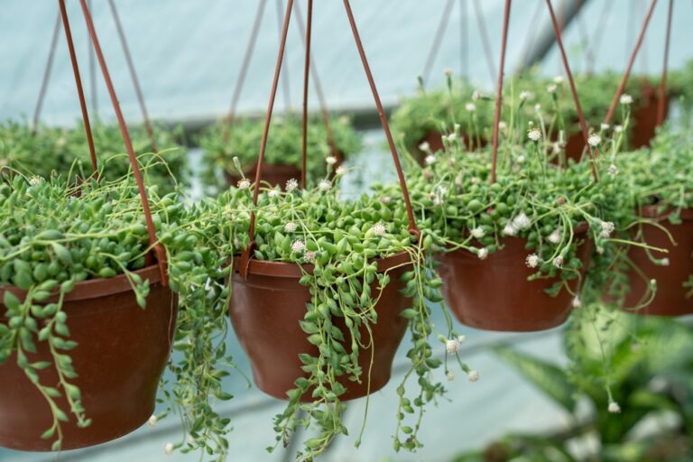 14 Tiny Succulents That Look Cool