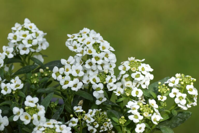 12 Late-Blooming Flowers That Keep Color Going Into Fall