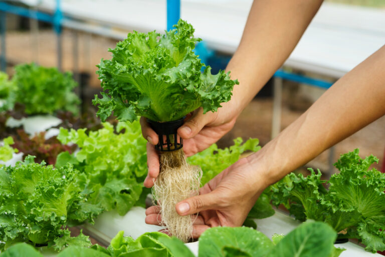 10 Common Hydroponic Setups and How to Choose the Right One