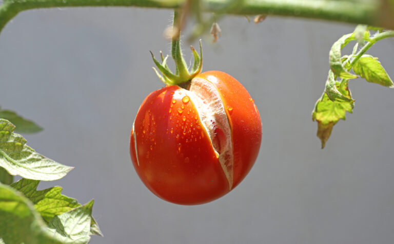 11 Surprising Causes of Tomatoes Splitting and Cracking on the Vine