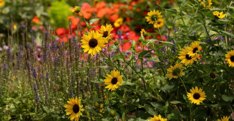 14 Reasons to Embrace Wildflower Gardening This Season