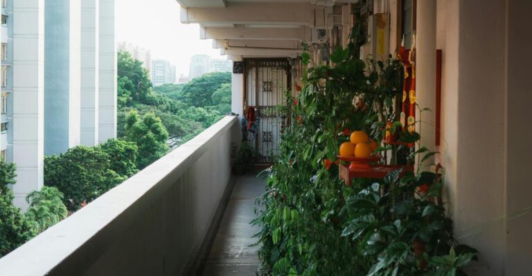 14 Best Plants for Balcony Privacy Along with Simple Care Tips