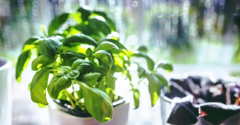 10 Easy Tips to Grow Basil Indoors Successfully