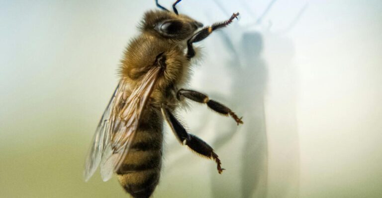 11 Natural Methods to Remove Ground Bees Without Chemicals