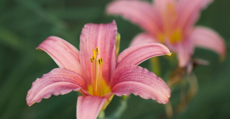 15 Perennial Flowers That Bloom Year After Year for Stunning Bouquets