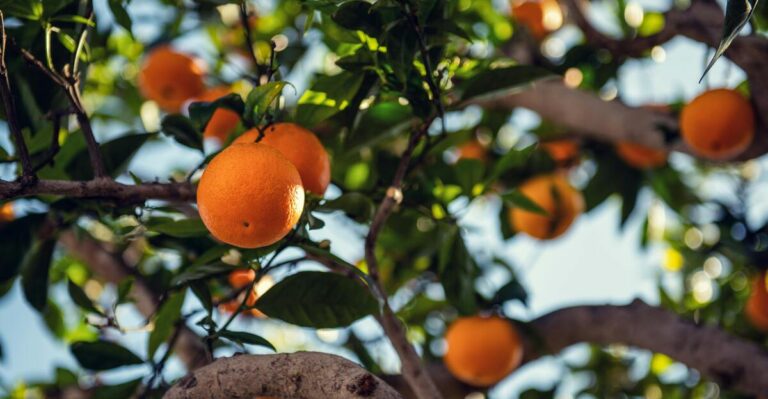 15 Fruits You Can Grow Easily in Your Own Garden
