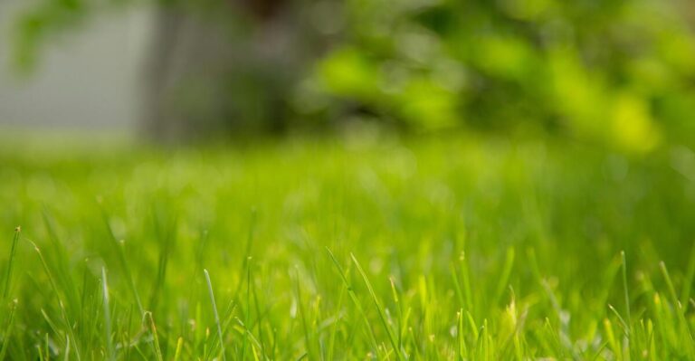 11 Clever Ways to Reuse Leftover Grass Seeds