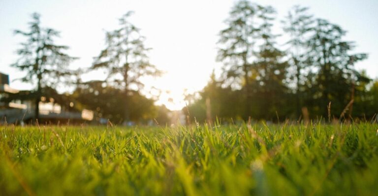 13 Grass Alternatives That Will Cut Down Your Yard Work