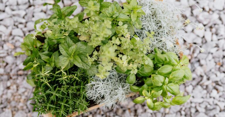 12 Perfect Herb Pairings to Make Your Garden Thrive