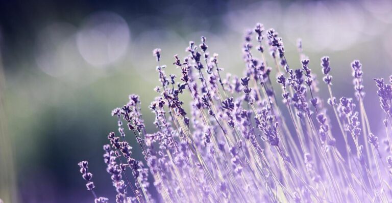 11 Beautiful Plants Perfect for Drought-Prone Gardens