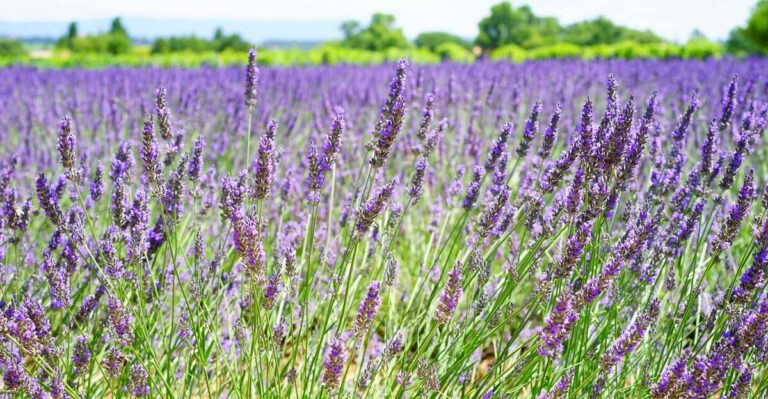 10 Beautiful Ways to Use Lavender in Your Garden
