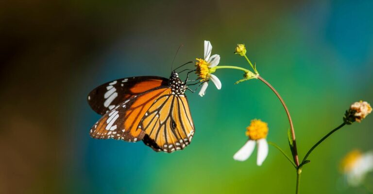 14 Things That Actually Work to Keep Wasps Away From Monarchs