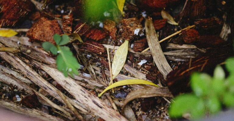 13 Mulch Mistakes That Could Damage Your Garden’s Health