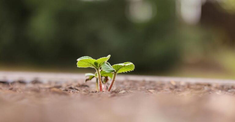 12 Beautiful Garden Plants Still Thrive in Poor Soil
