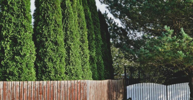 11 Gorgeous Fast-Growing Evergreen Shrubs Perfect for Your Garden