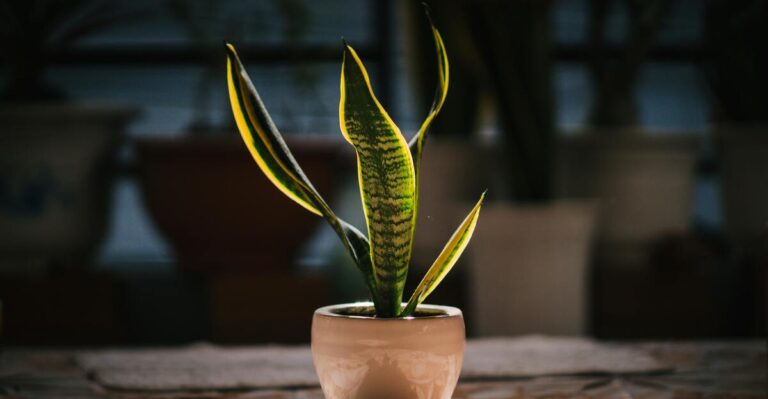 12 Stylish Snake Plants Perfect for Indoor Spaces