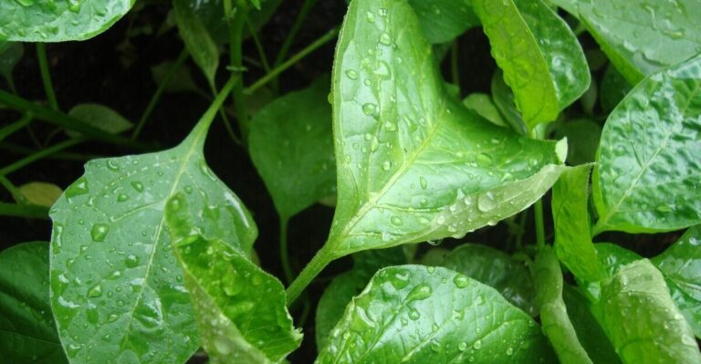 12 Beginner-Friendly Vegetables for Hydroponic Gardens