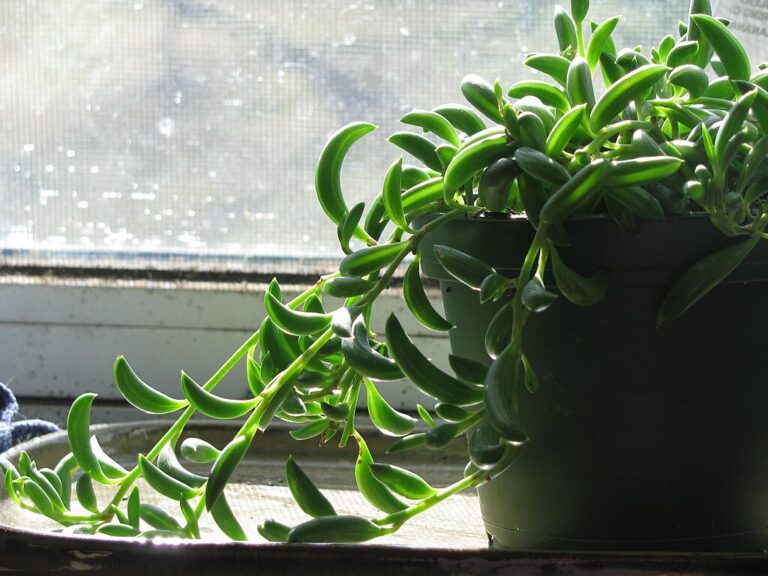 10 Stunning String Plants Perfect for Indoor Growing