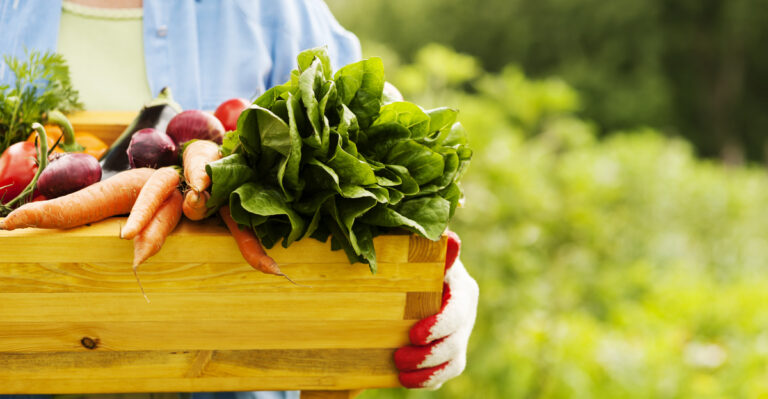 12 Easy Steps to Start Your Own Home Vegetable Garden