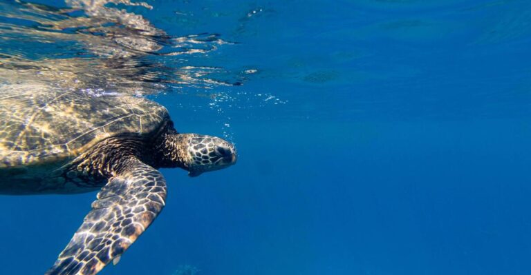 13 Amazing Places to See Wildlife Across the U.S.