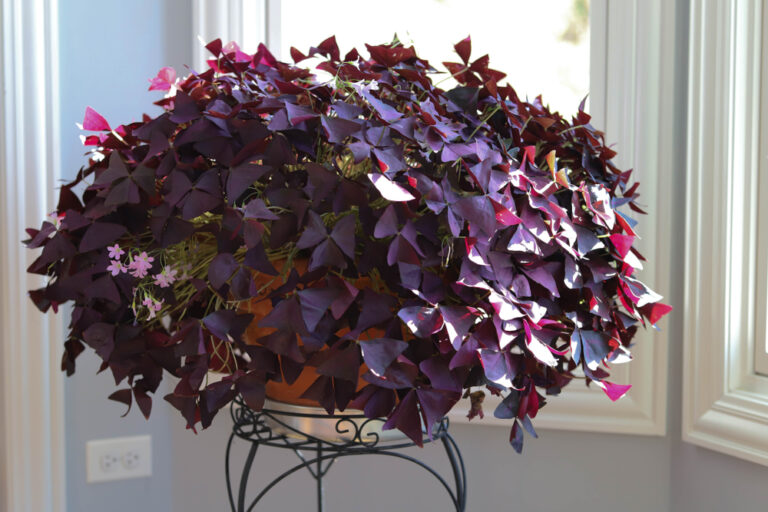 11 Stunning Purple Plants to Brighten Up Your Home