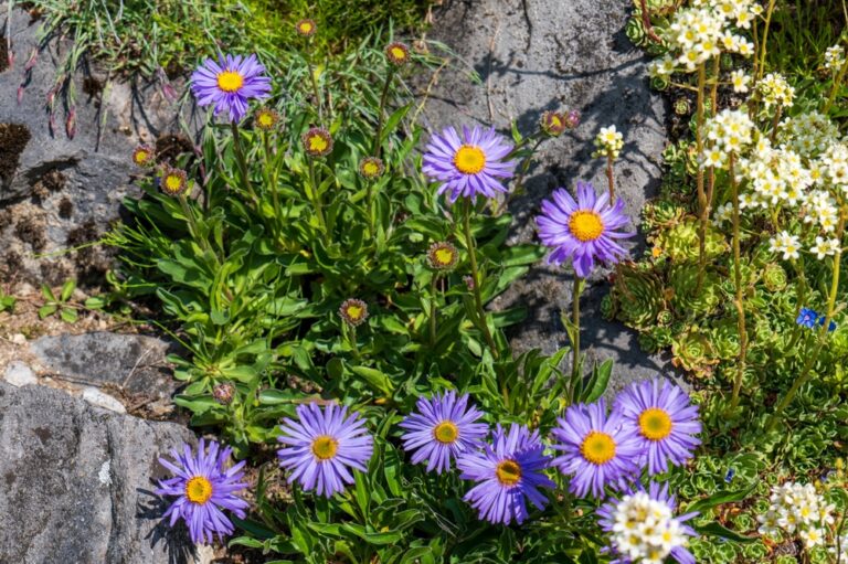 13 Rare Alpine Flowers That Bloom Right After Snowmelt