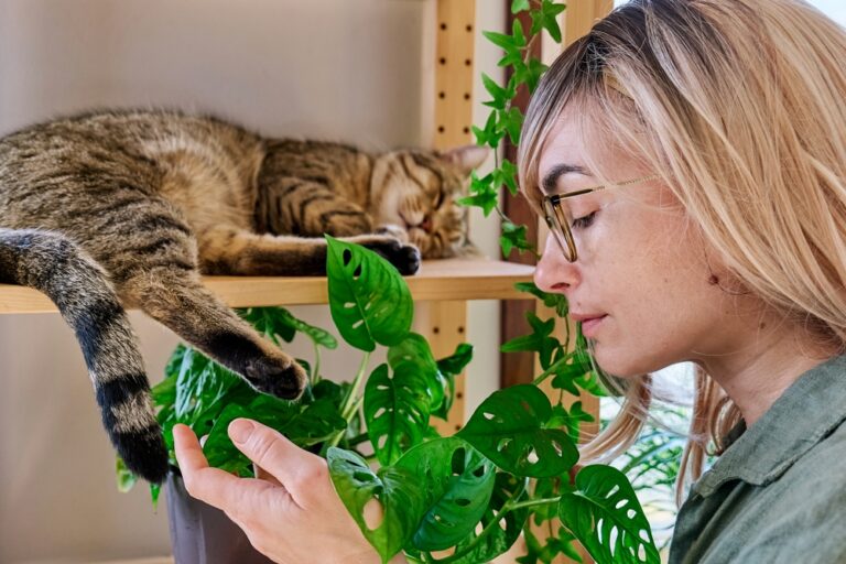11 Gorgeous Varieties of Monstera Adansonii for Your Plant Collection