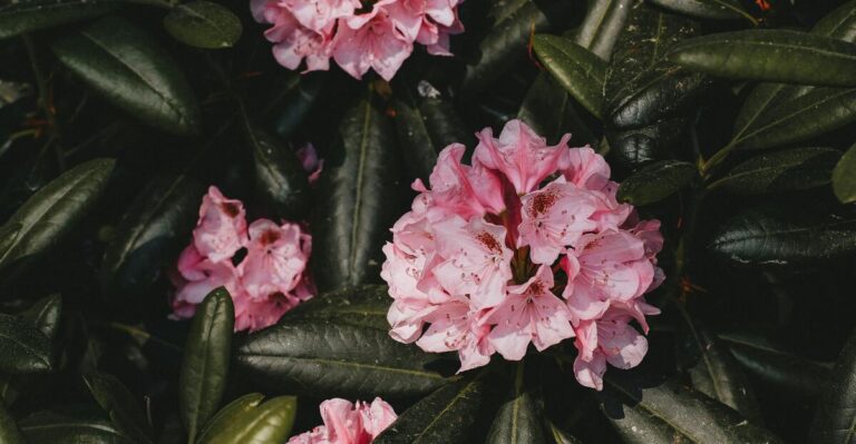 12 Tips for Boosting Azalea Blooms