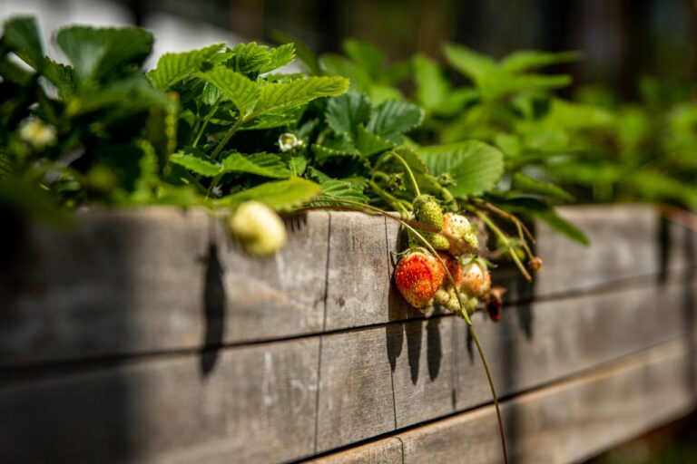 11 Reasons to Try Raised Bed Gardening in Your Small Garden