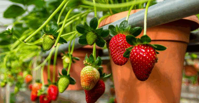 17 Fruit Varieties Perfect for Container Gardening