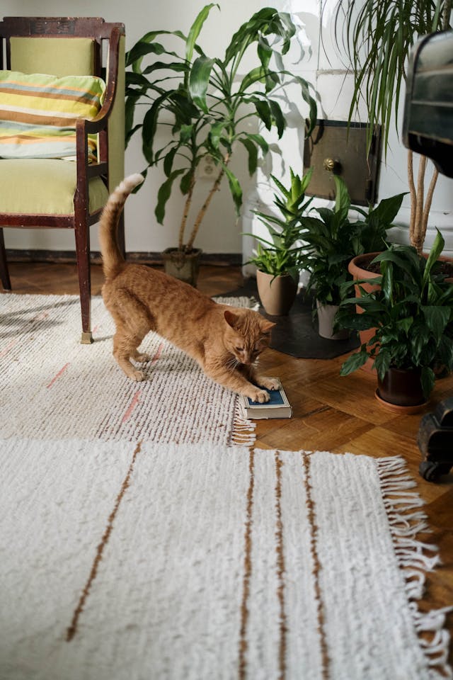 11 Pet-Friendly Indoor Plants Perfect for Apartments