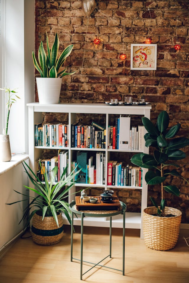 12 Indoor Plants to Transform Your Home into a Calming Oasis