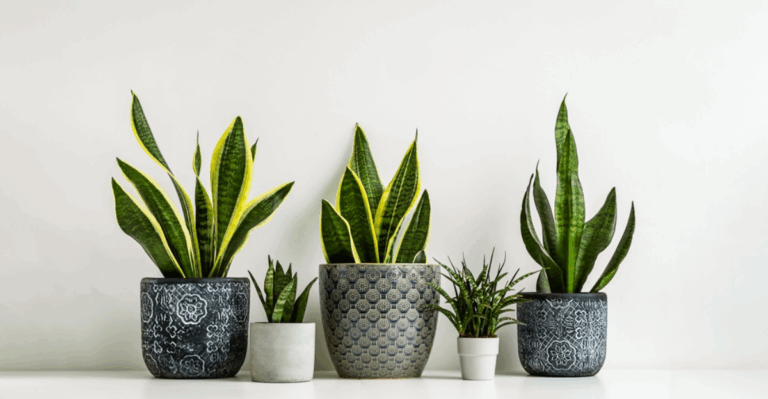 20 Best Indoor Plants to Freshen Up Your Home