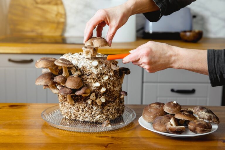 8 Top Mushroom Growing Kits to Try in 2025