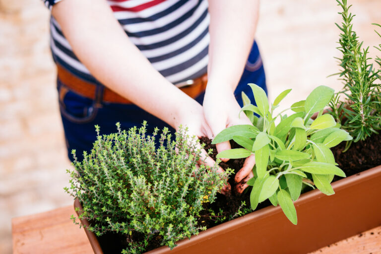 8 Ideal Companion Plants for Sage and 5 Plants to Avoid