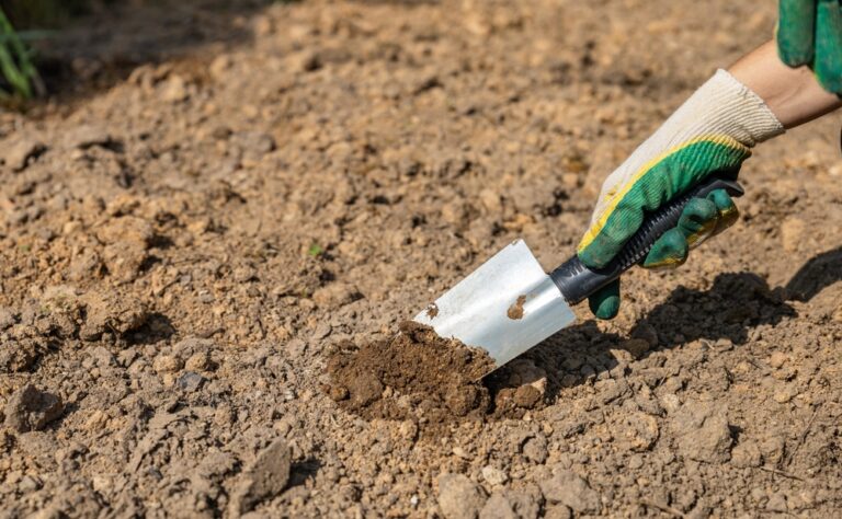 11 Essential Tips for Keeping Your Garden Soil Healthy This Summer