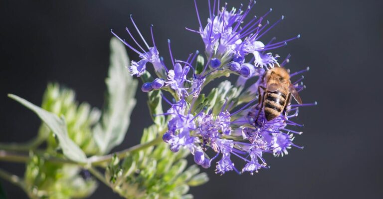 13 Vibrant Blue Perennials for a Unique and Stunning Garden