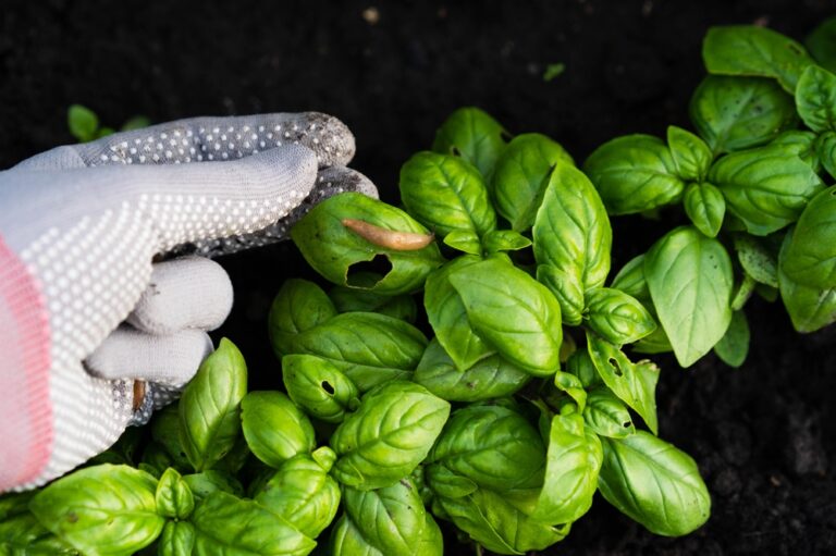 How to Identify and Control Common Garden Pests Naturally